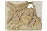 Fossil Crab (Potamon) Preserved in Travertine - Turkey #279099-2